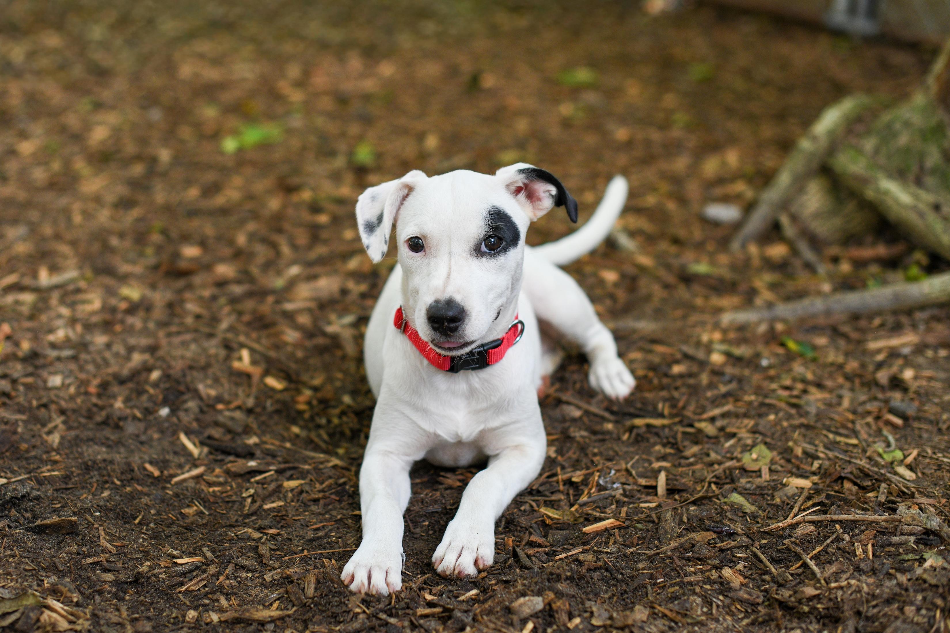 Enlarge Polly, a Adoptable Mixed Breed in Argyle, NY image 2/6