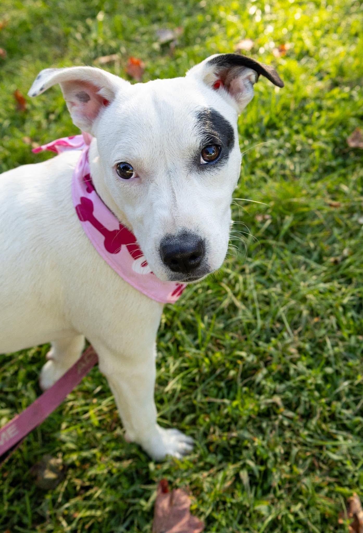 Enlarge Polly, a Adoptable Mixed Breed in Argyle, NY image 6/6