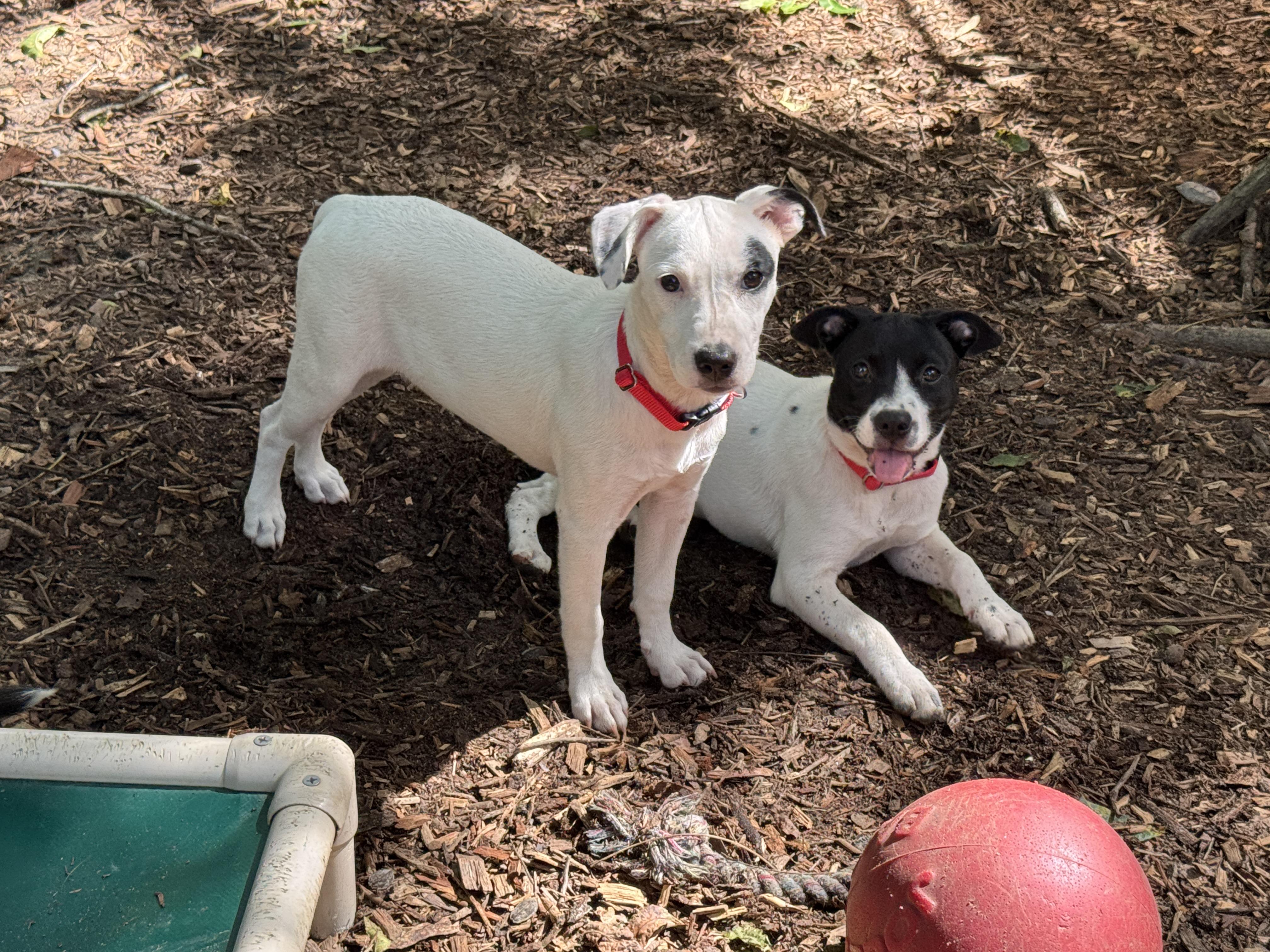 Enlarge Polly, a Adoptable Mixed Breed in Argyle, NY image 4/6