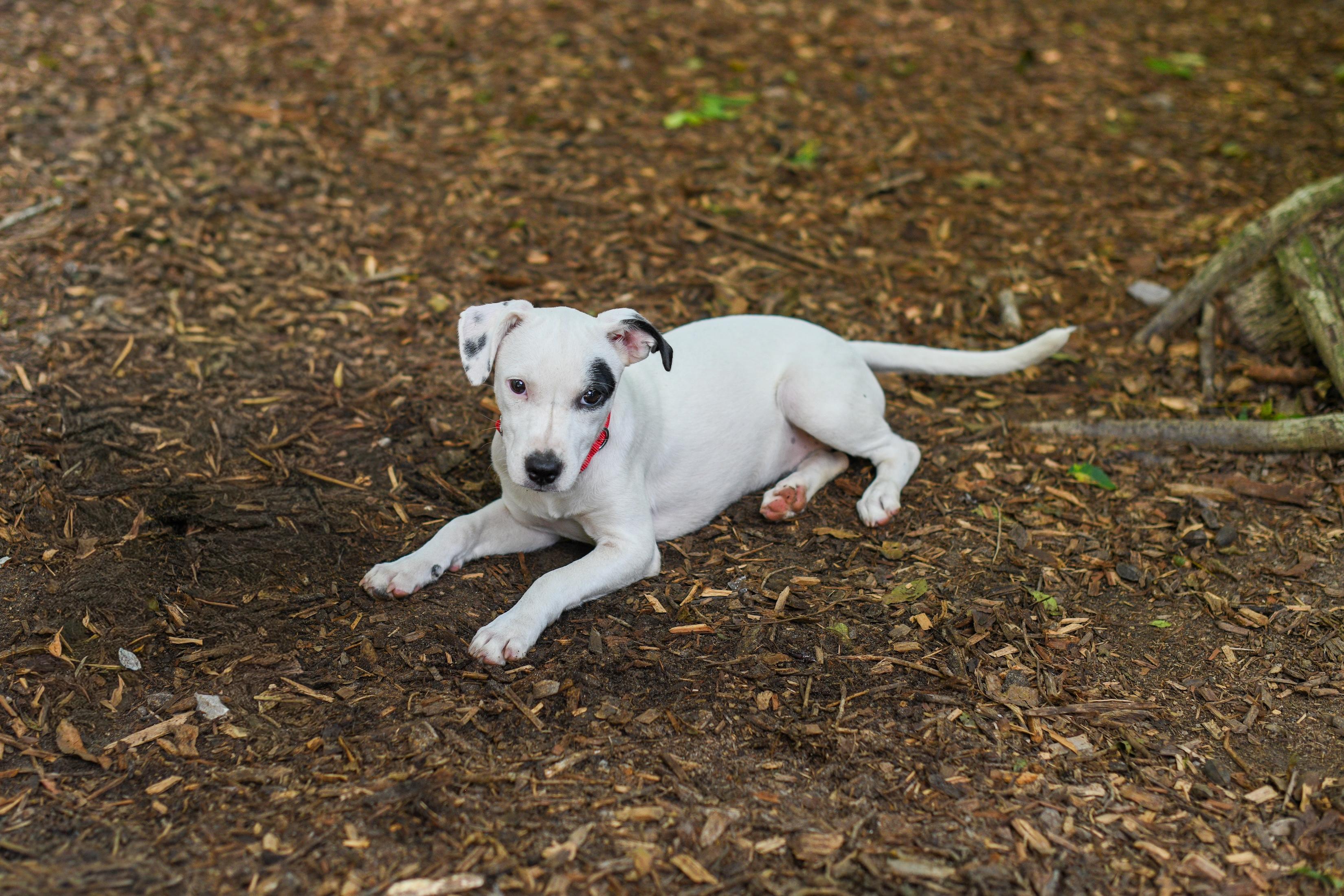 Enlarge Polly, a Adoptable Mixed Breed in Argyle, NY image 5/6