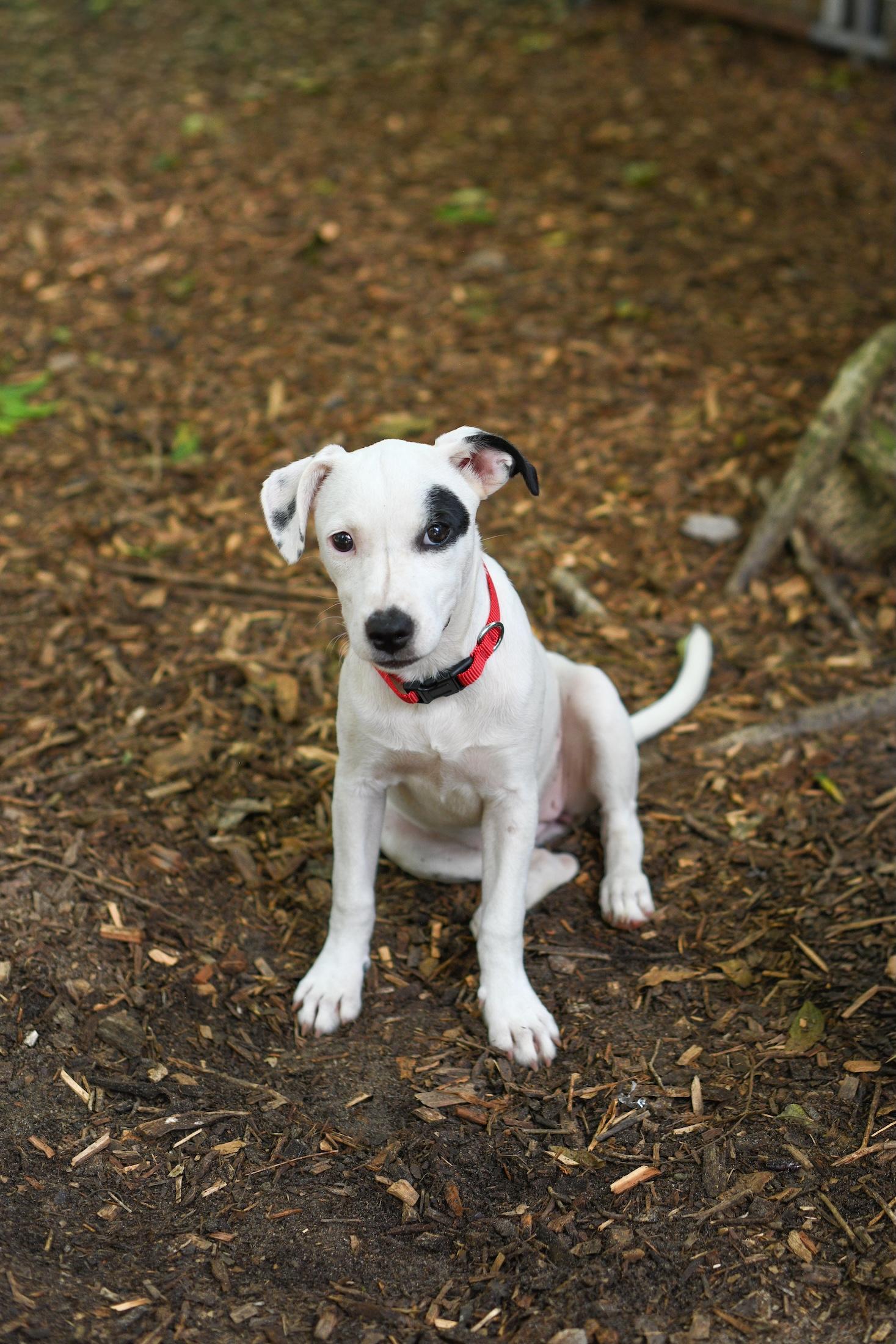 Enlarge Polly, a Adoptable Mixed Breed in Argyle, NY image 3/6