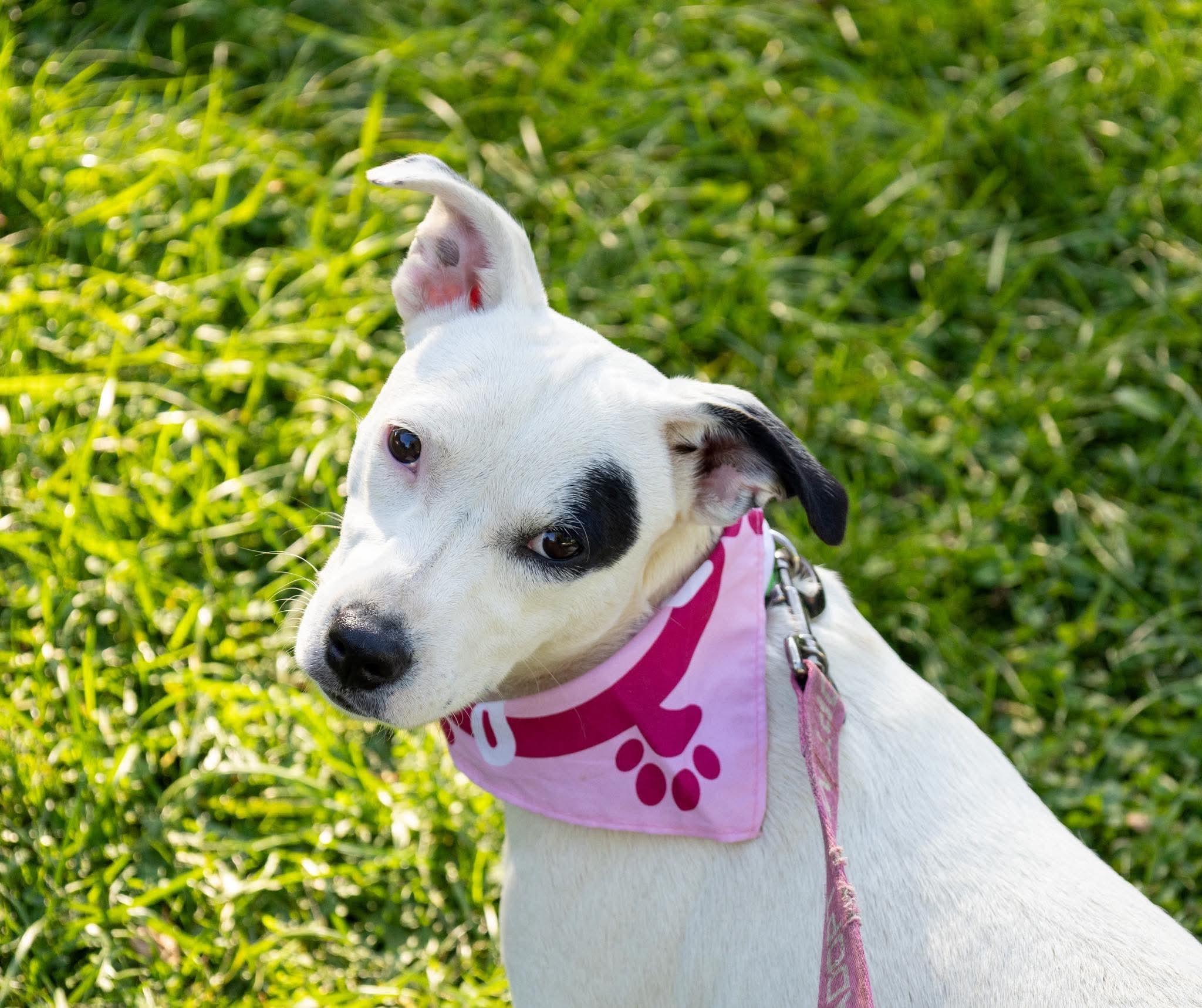 Enlarge Polly, a Adoptable Mixed Breed in Argyle, NY image 1/6