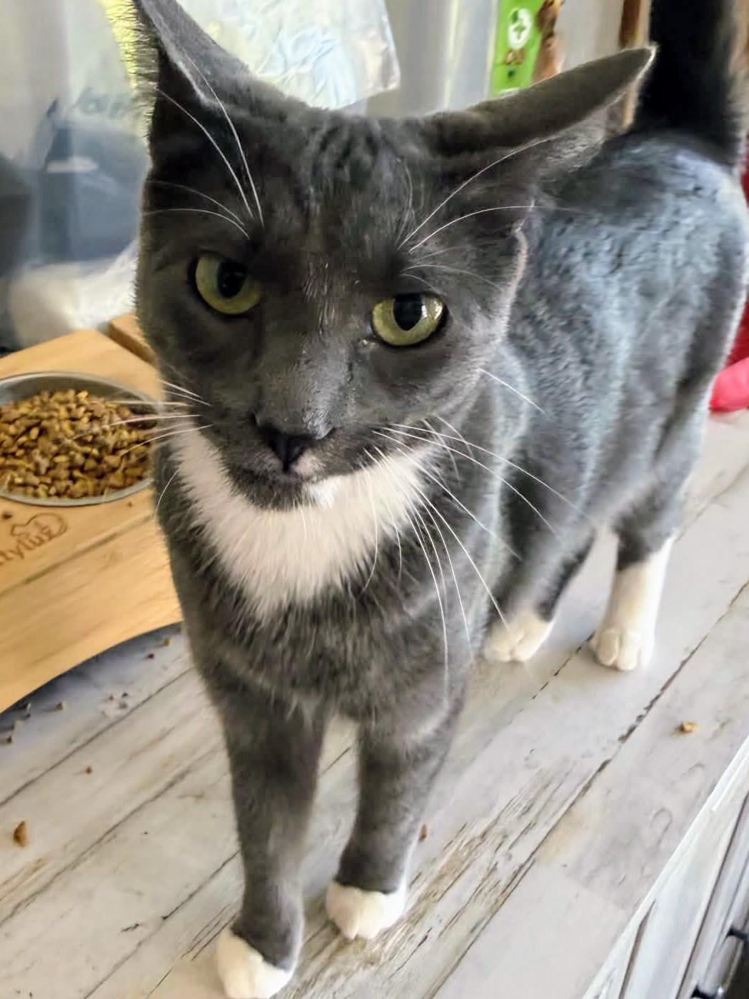 Waffles, a ADOPTABLE Domestic Short Hair in Johnsburg, IL image 2/4