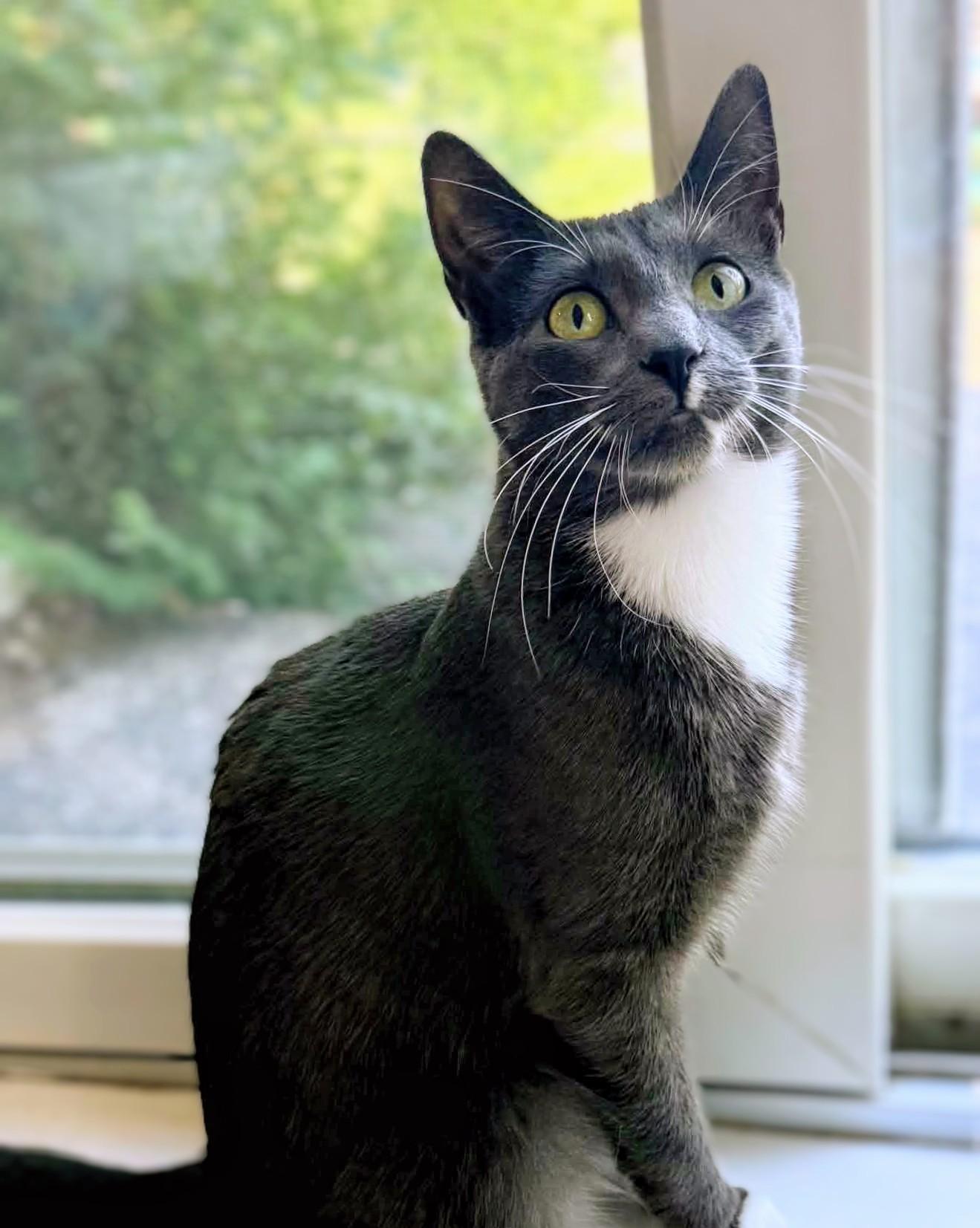 Waffles, ADOPTABLE, Adult Female Domestic Short Hair.