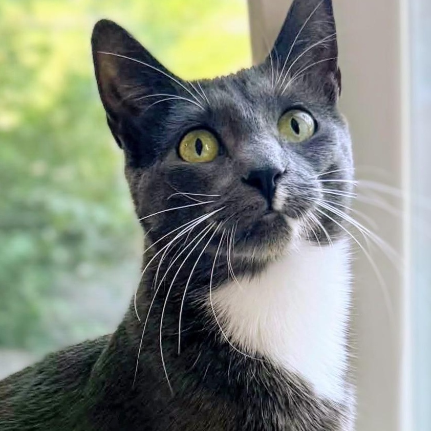 Enlarge Waffles, a Adoptable Domestic Short Hair in Johnsburg, IL image 1/4