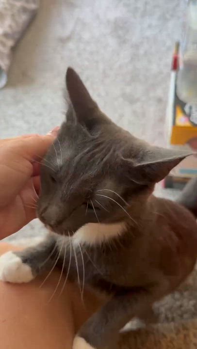 Enlarge Waffles, a ADOPTABLE Domestic Short Hair in Johnsburg, IL video 4/4