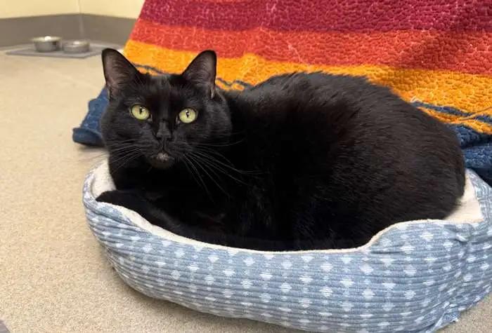Binx, ADOPTABLE, Adult Female Domestic Short Hair.