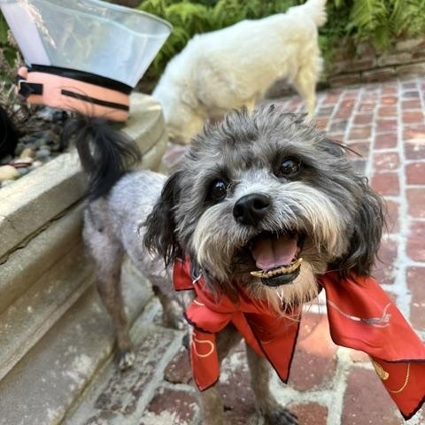 Puccini, ADOPTABLE, Adult Male Shih Tzu & Terrier.