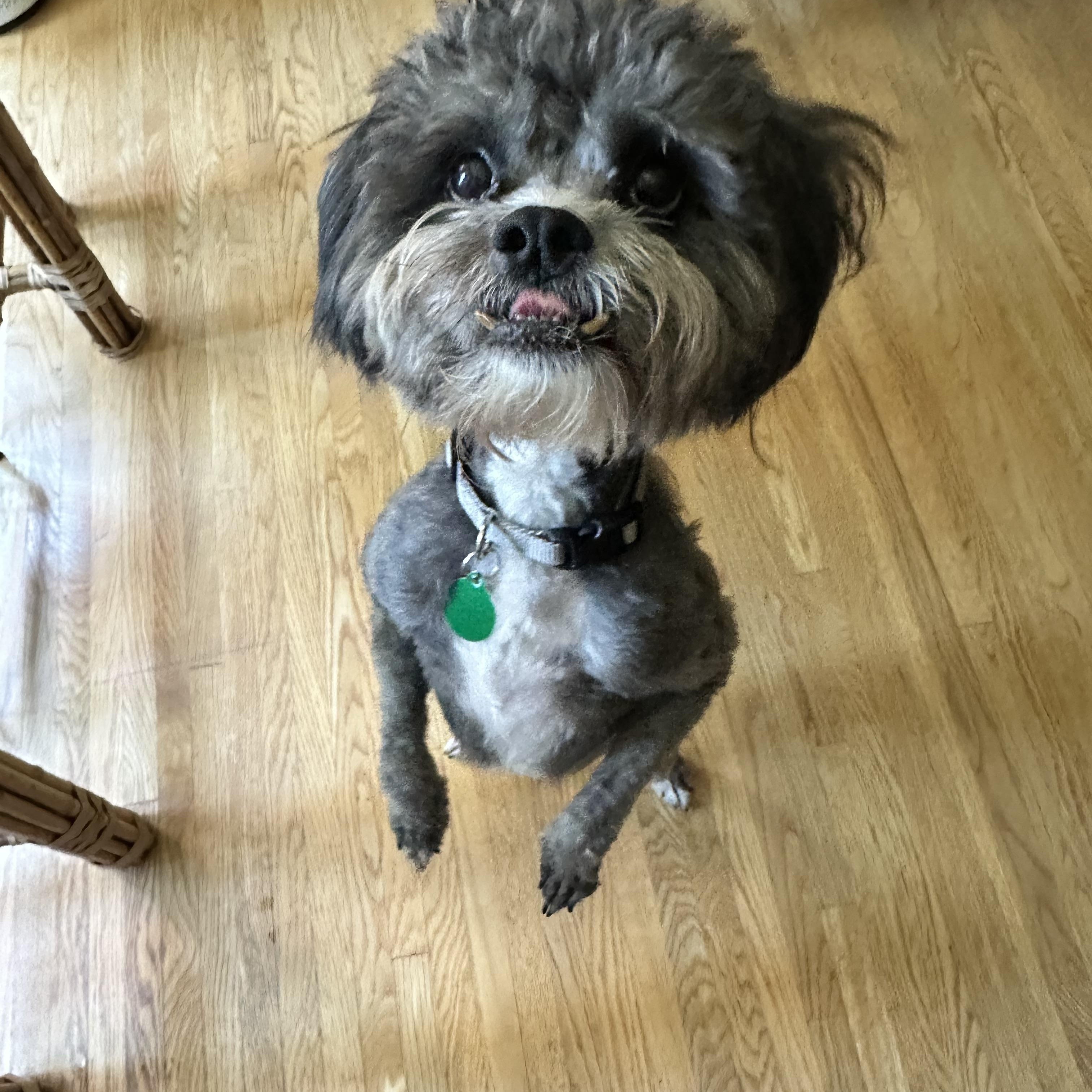 Enlarge Puccini, a ADOPTABLE mixed breed in West Hollywood, CA image 3/6