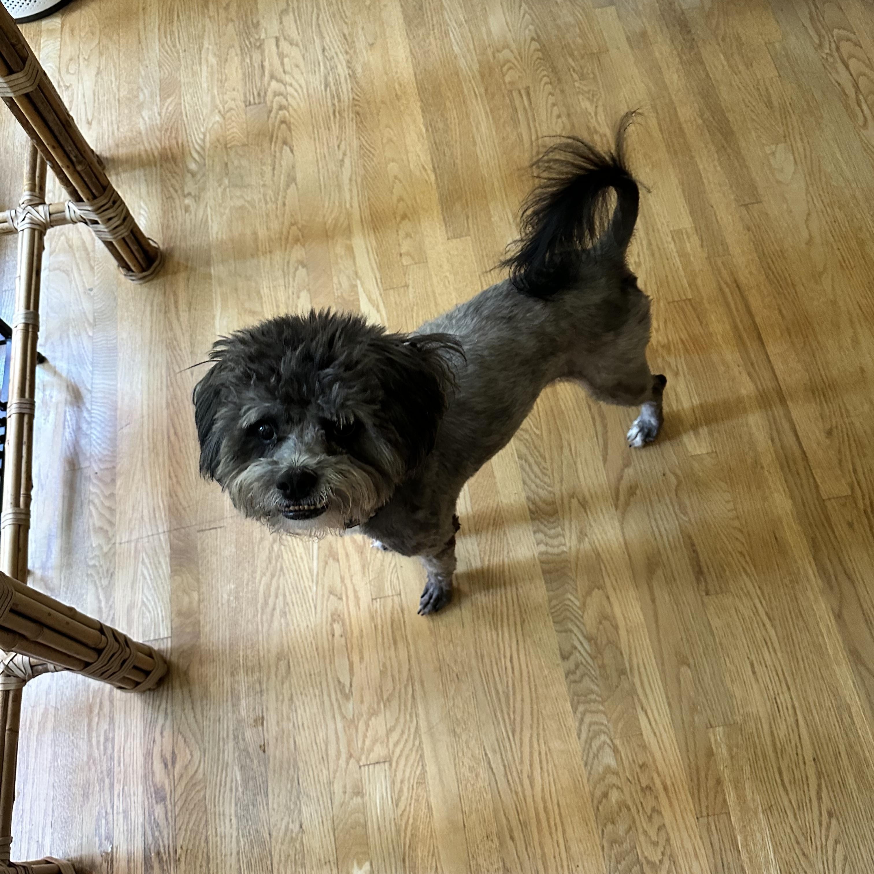 Enlarge Puccini, a ADOPTABLE mixed breed in West Hollywood, CA image 2/6