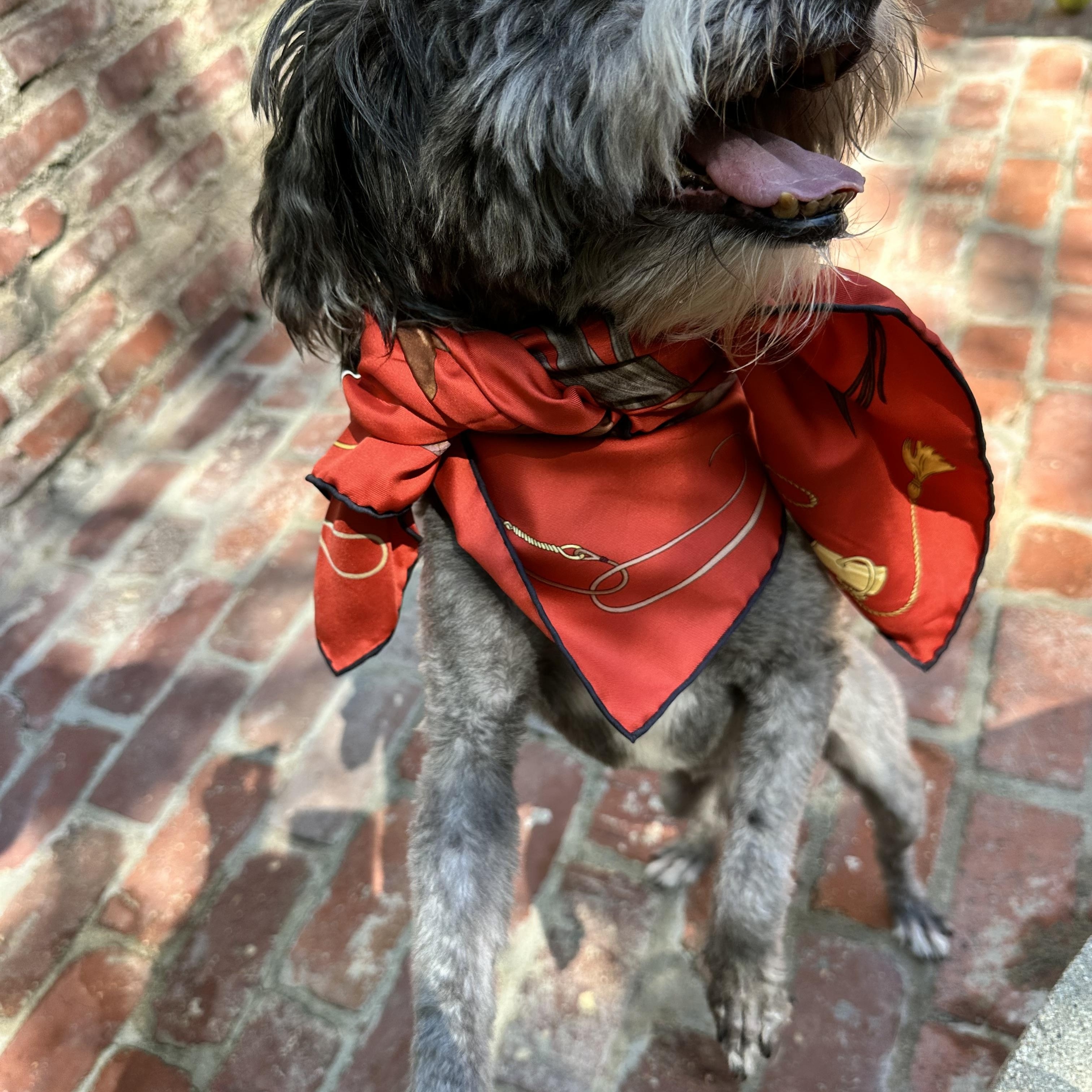 Enlarge Puccini, a ADOPTABLE mixed breed in West Hollywood, CA image 5/6