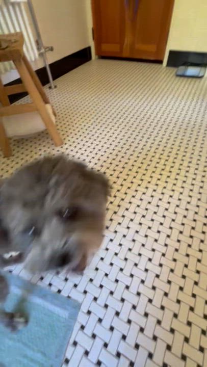 Enlarge Puccini, a ADOPTABLE mixed breed in West Hollywood, CA video 6/6