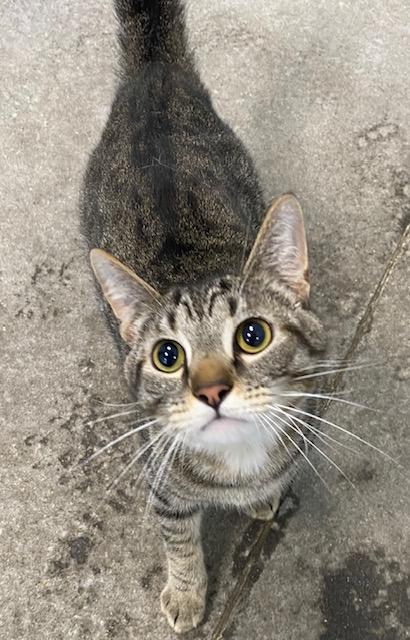 Dumplin, Adoptable, Adult Male Domestic Short Hair.