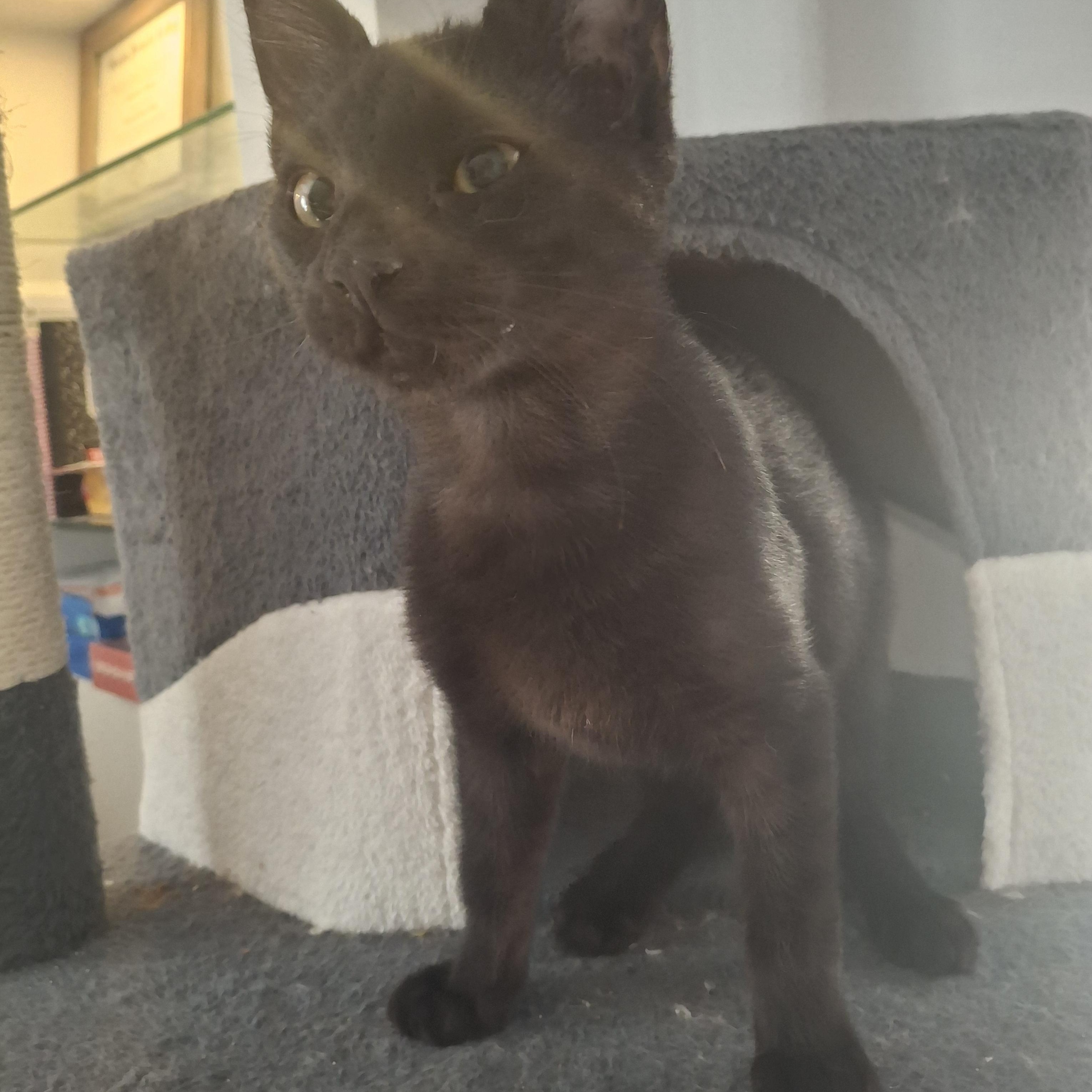 Enlarge Enzo, a ADOPTABLE Domestic Short Hair in Lawrenceville, GA image 1/3