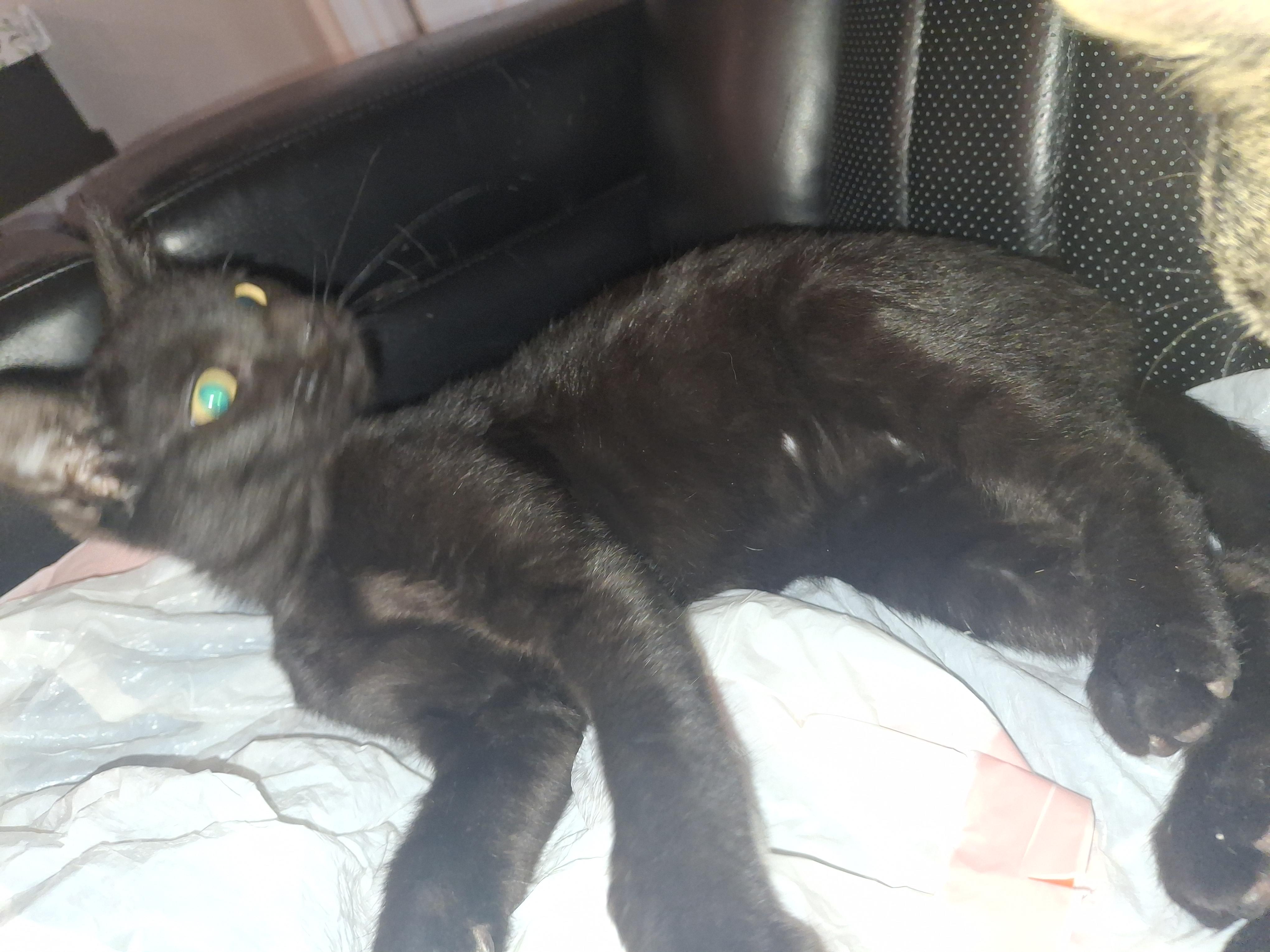 Enlarge Enzo, a ADOPTABLE Domestic Short Hair in Lawrenceville, GA image 3/3