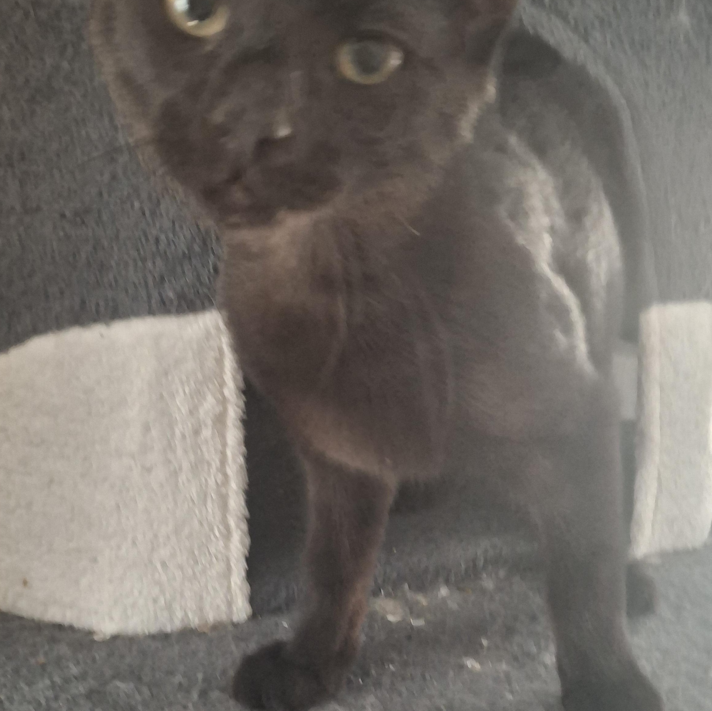 Enlarge Enzo, a ADOPTABLE Domestic Short Hair in Lawrenceville, GA image 2/3