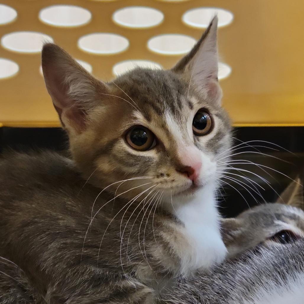 Enlarge Paola, a Adoptable Domestic Short Hair in Sarasota, FL image 1/4