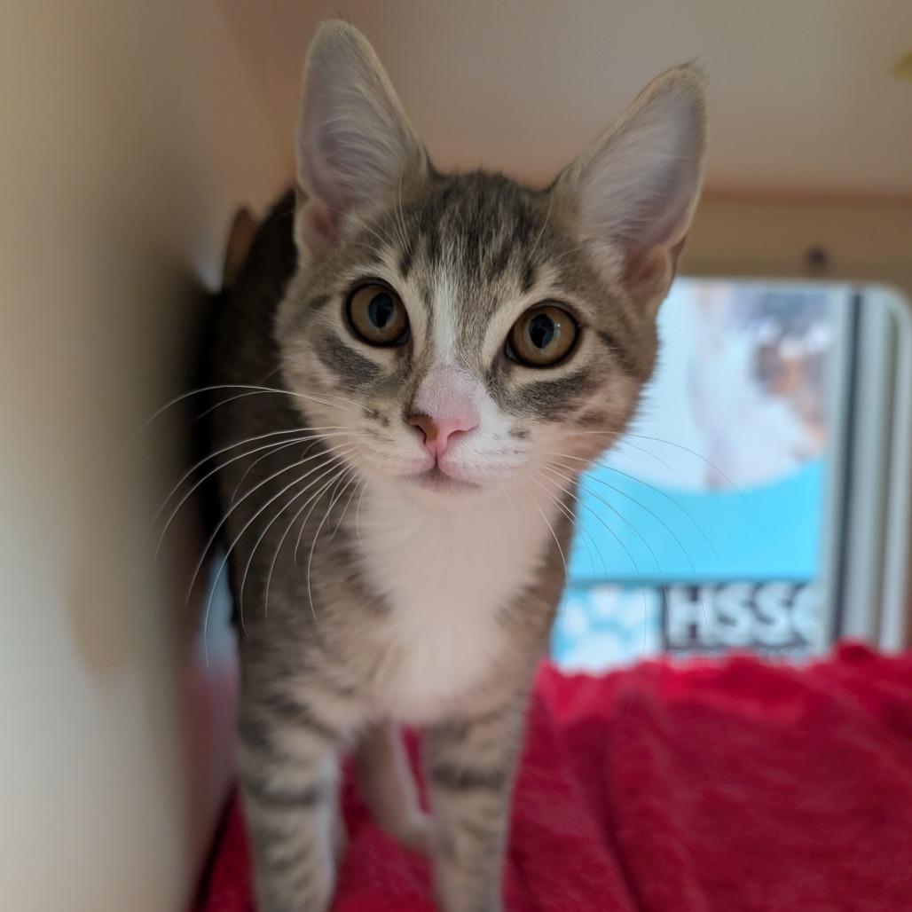 Enlarge Paola, a Adoptable Domestic Short Hair in Sarasota, FL image 2/4