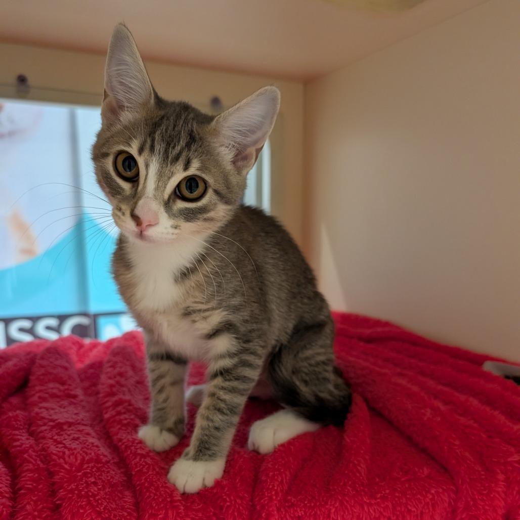 Enlarge Paola, a Adoptable Domestic Short Hair in Sarasota, FL image 3/4