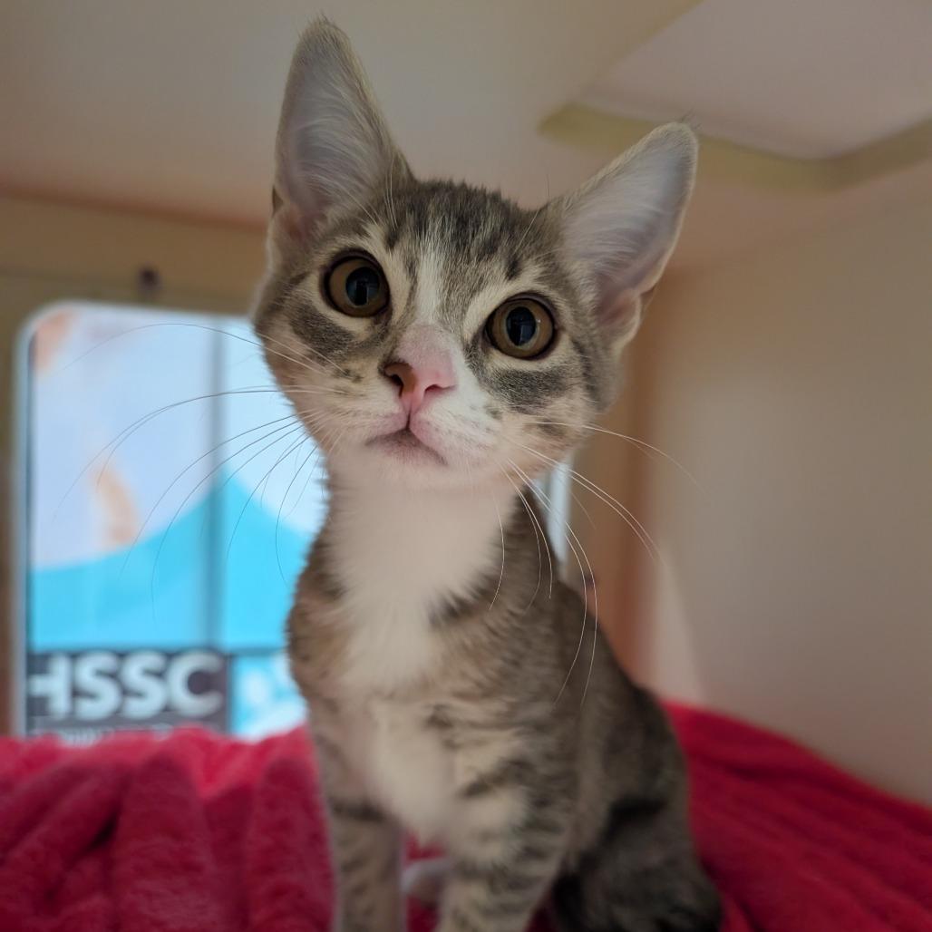 Enlarge Paola, a Adoptable Domestic Short Hair in Sarasota, FL image 4/4