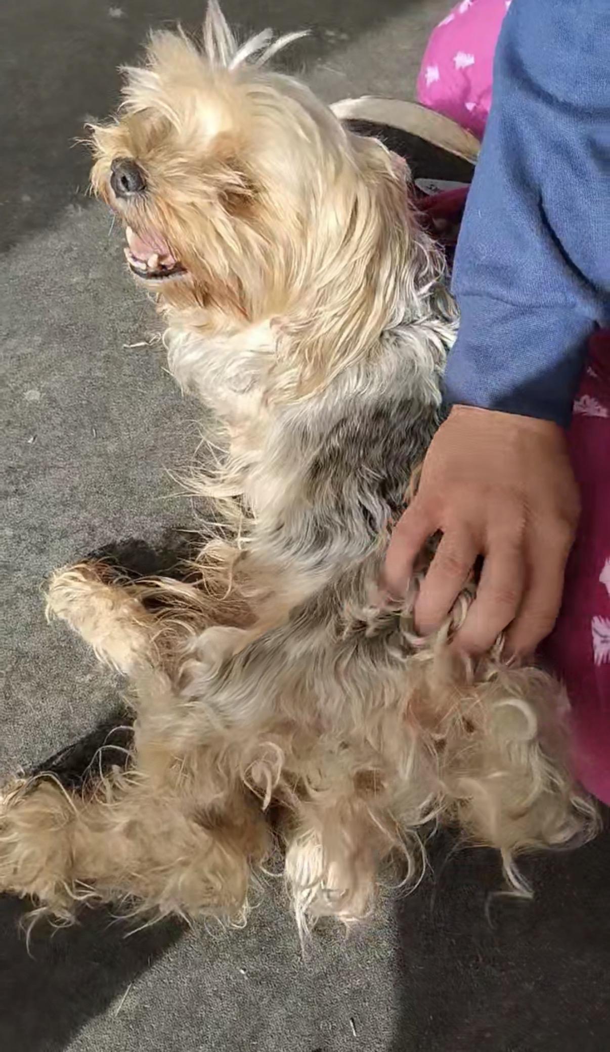 Enlarge Patrick, a ADOPTABLE Yorkshire Terrier in Powell Butte, OR image 3/4