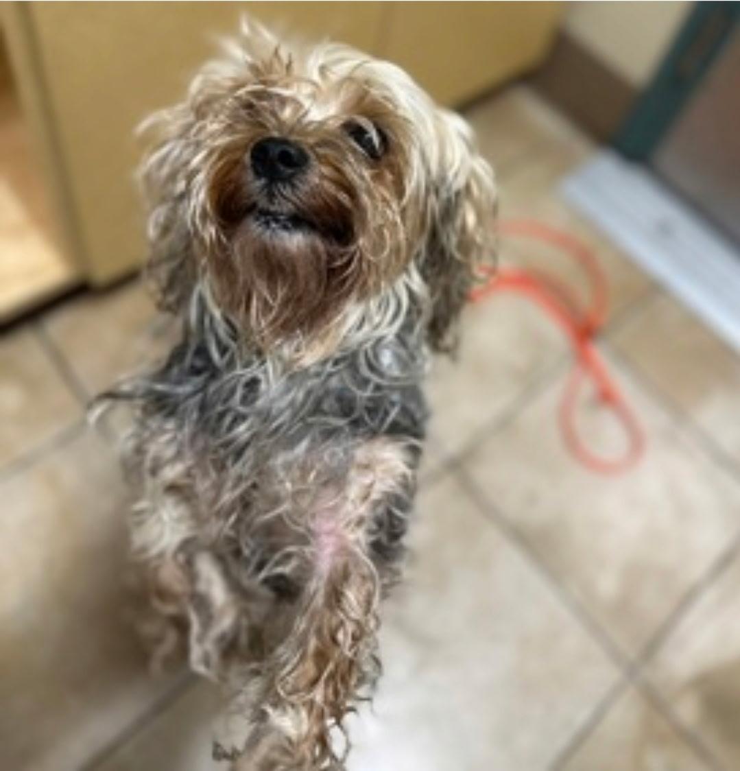 Enlarge Patrick, a ADOPTABLE Yorkshire Terrier in Powell Butte, OR image 4/4