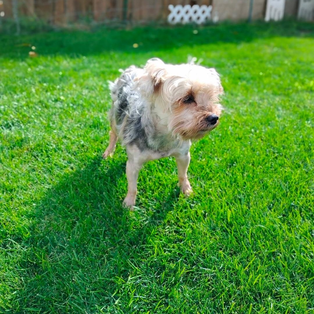 Patrick, ADOPTABLE, Adult Male Yorkshire Terrier.