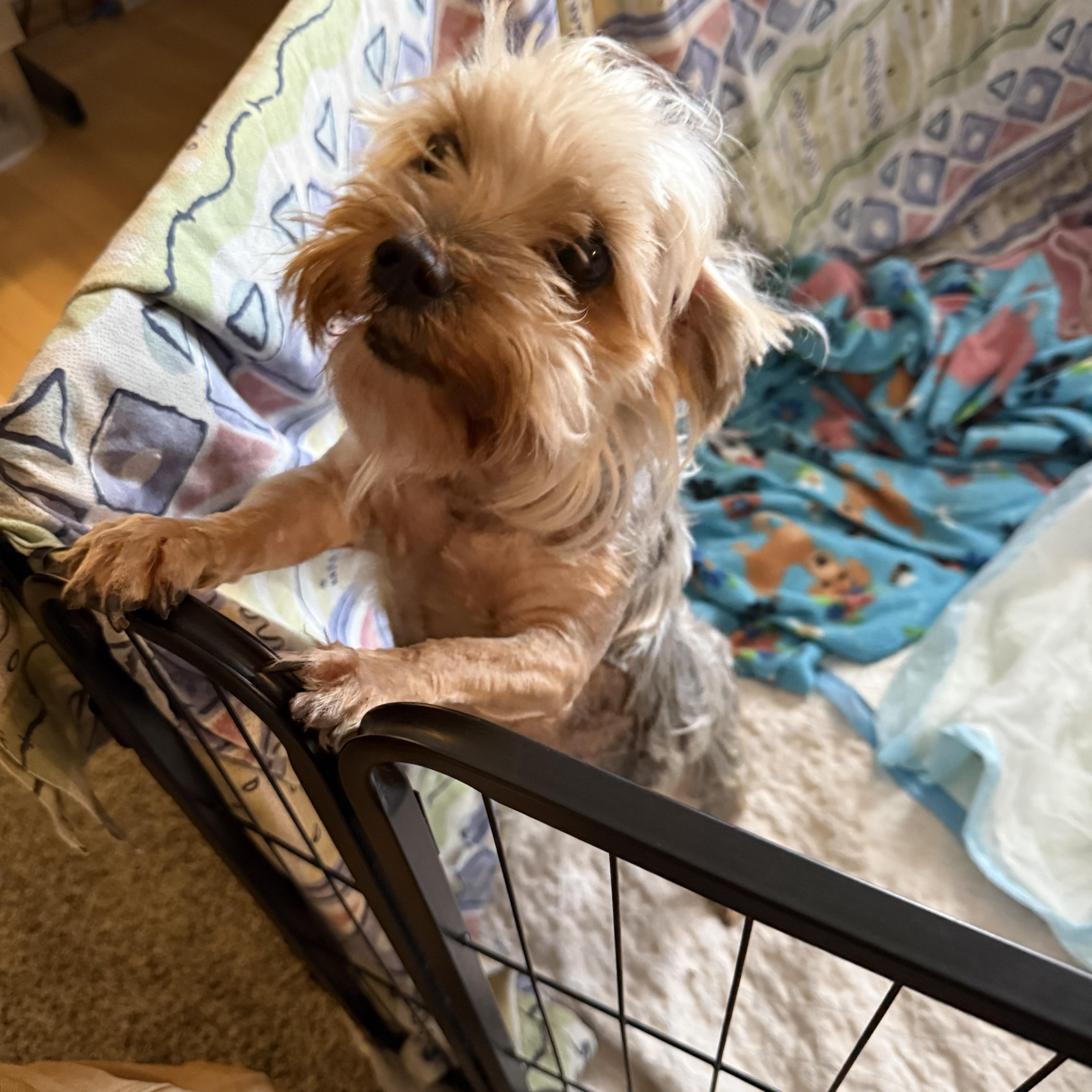 Enlarge Patrick, a ADOPTABLE Yorkshire Terrier in Powell Butte, OR image 2/4