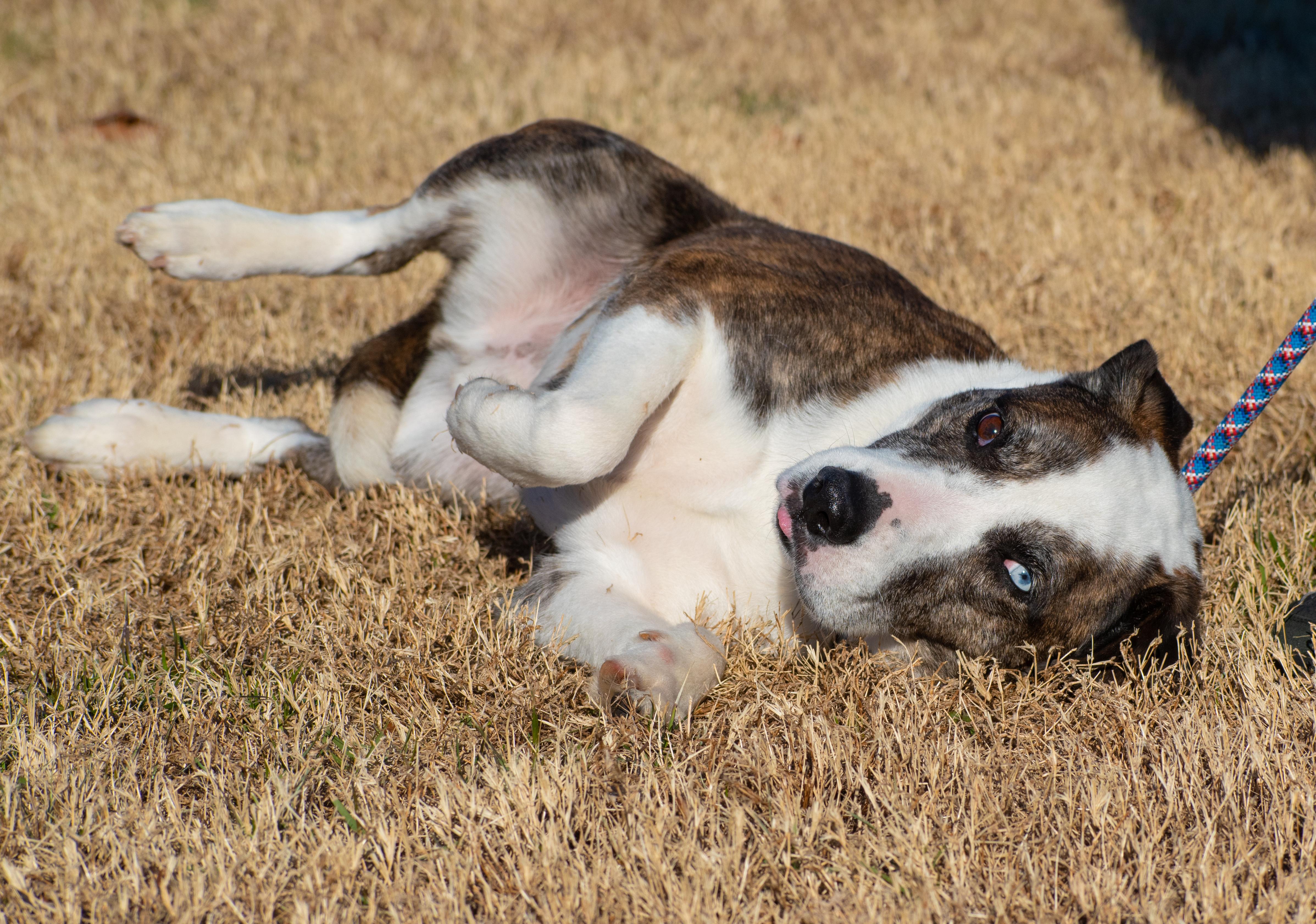 Bert, a Adoptable mixed breed in Lewisville, NC image 3/4