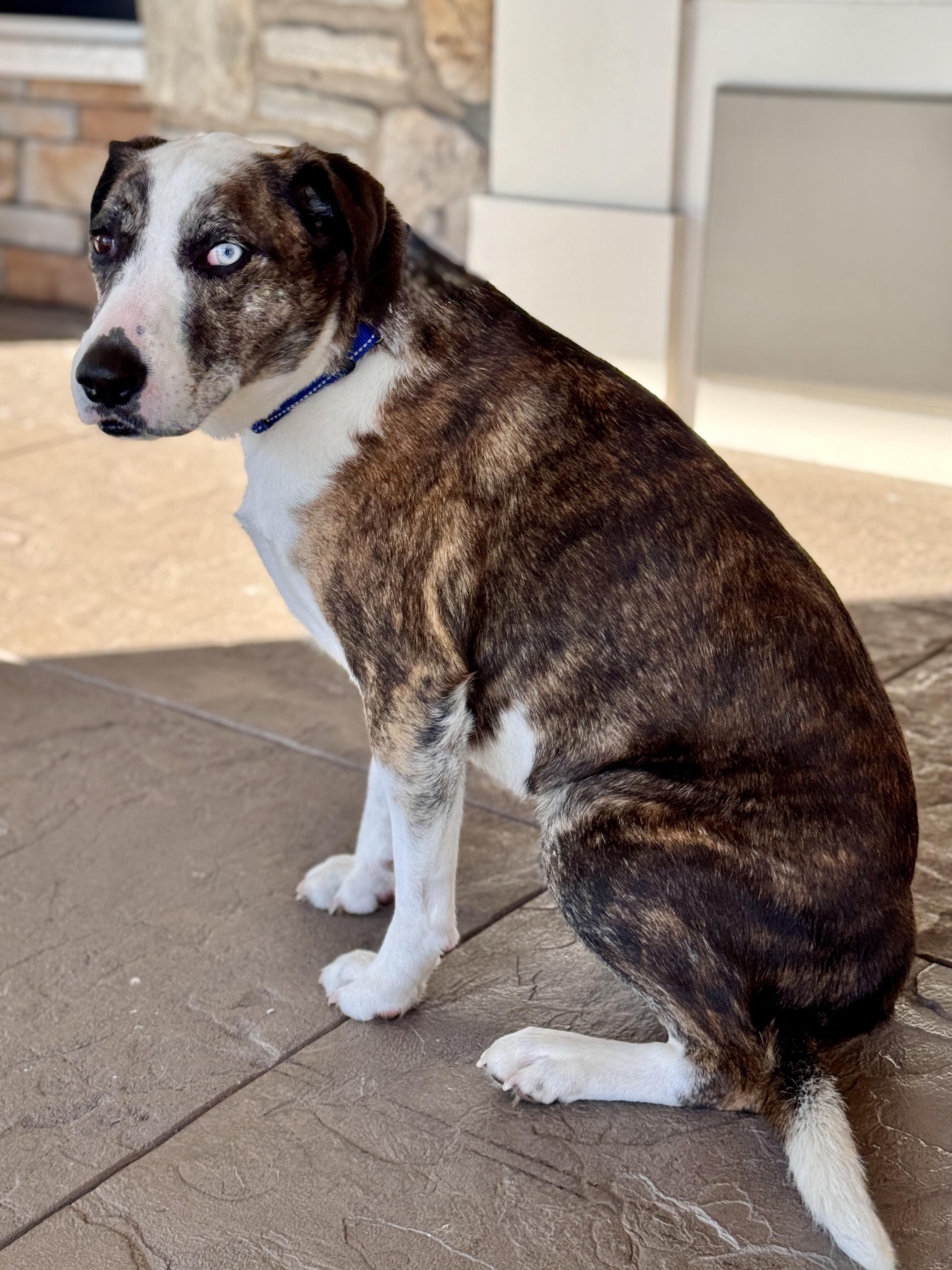 Bert, a Adoptable mixed breed in Lewisville, NC image 2/4