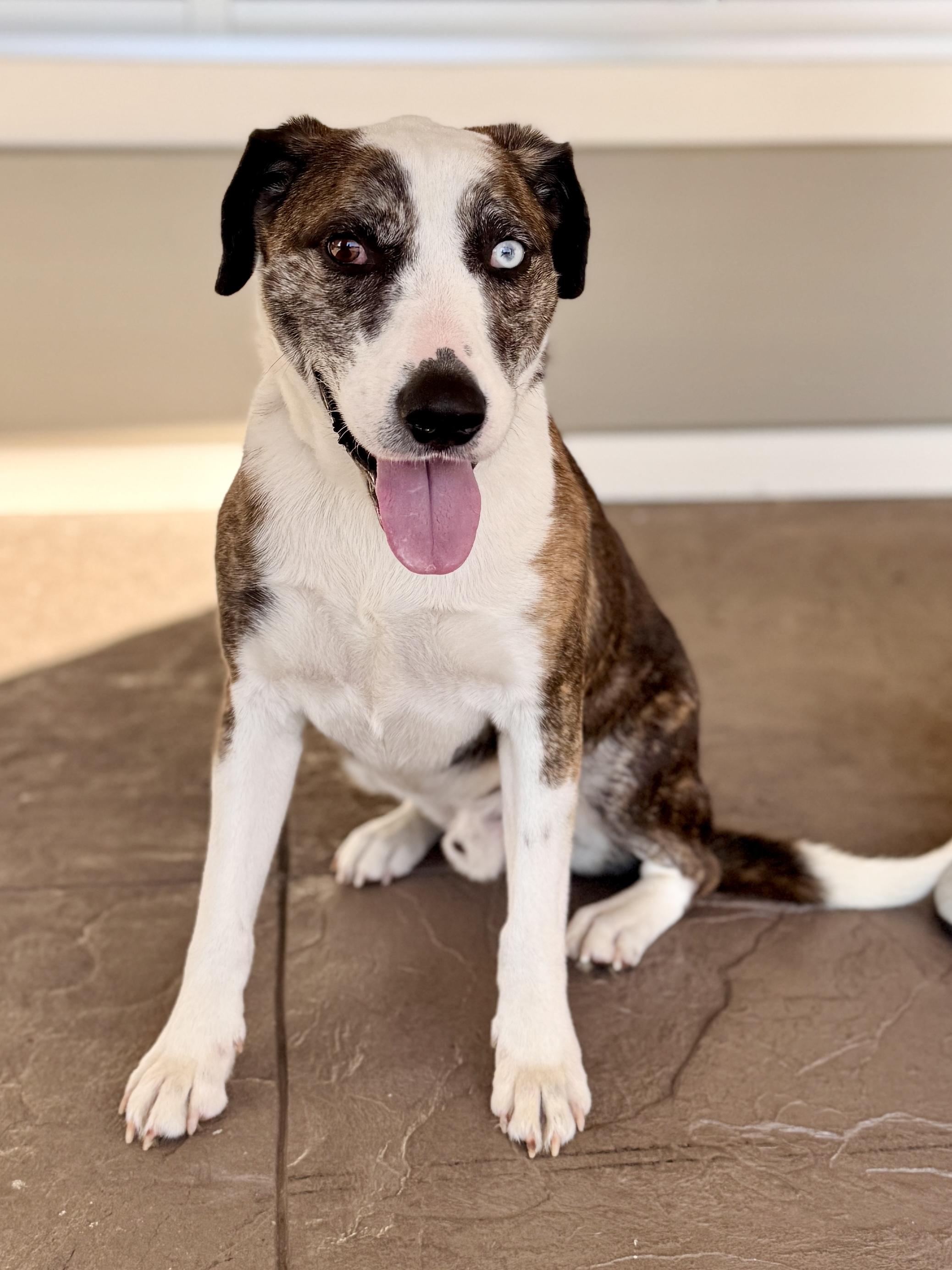 Bert, Adoptable, Adult Male Mixed Breed.