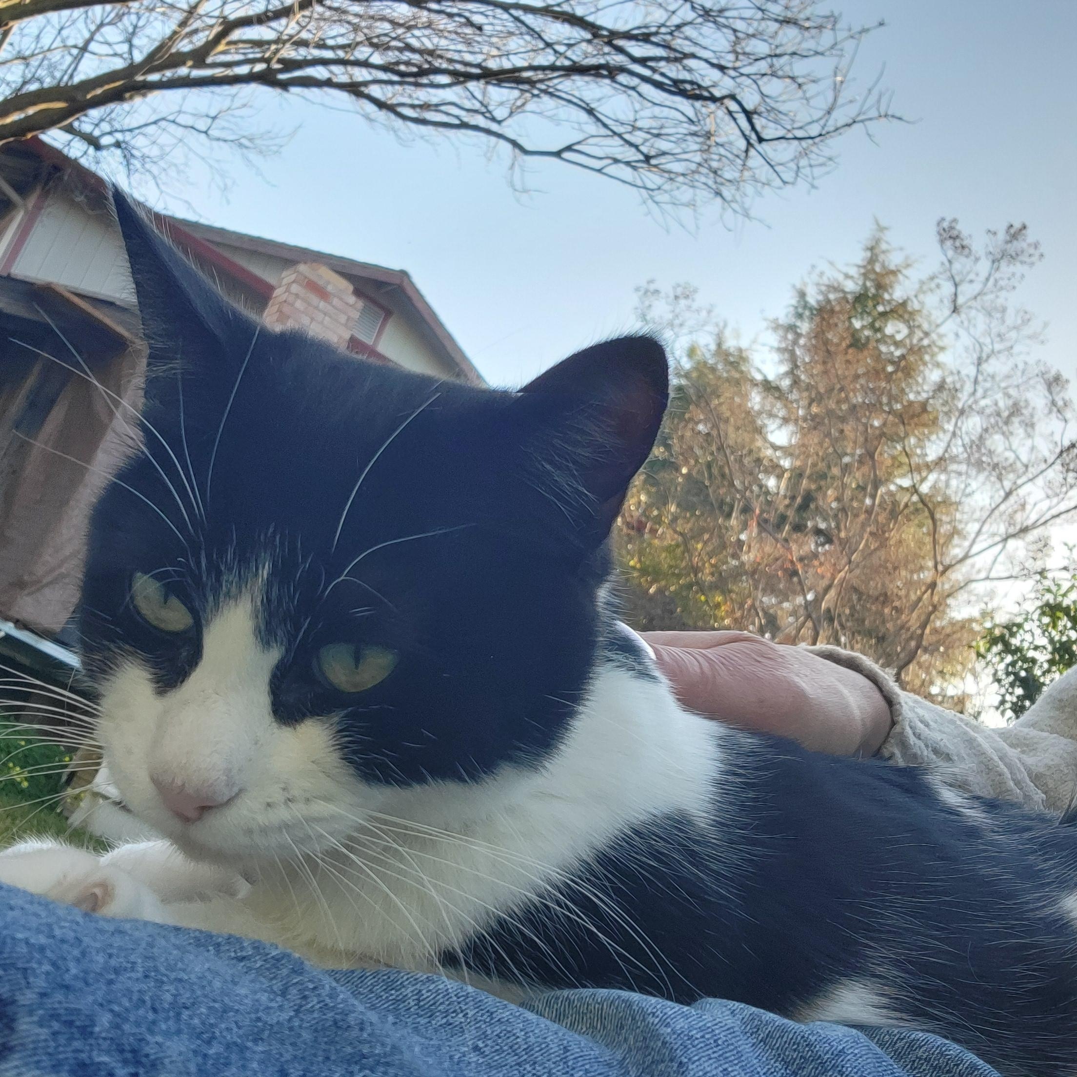 Ava, Adoptable, Adult Female Domestic Short Hair.