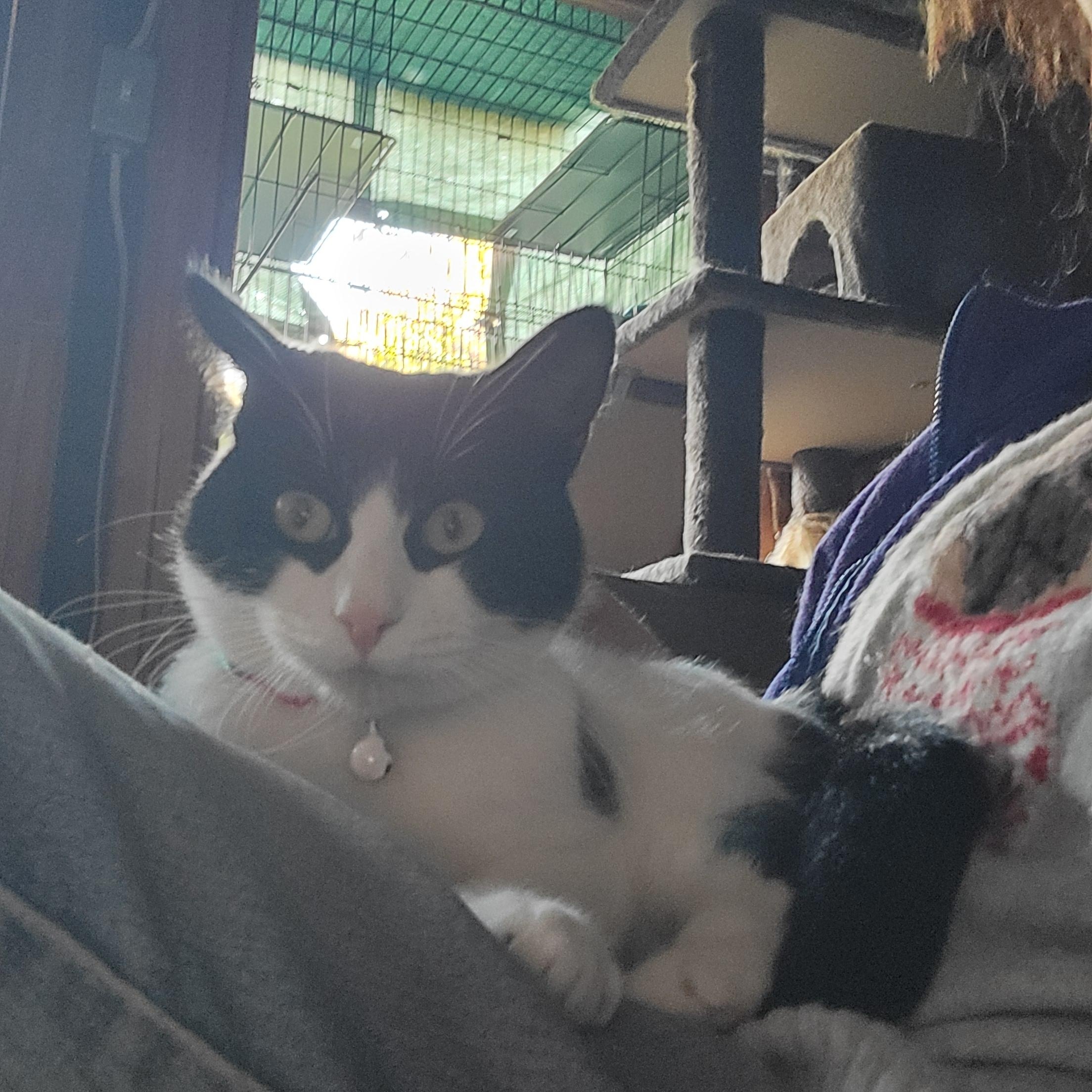 Enlarge Ava, a Adoptable mixed breed in Benicia, CA image 2/5