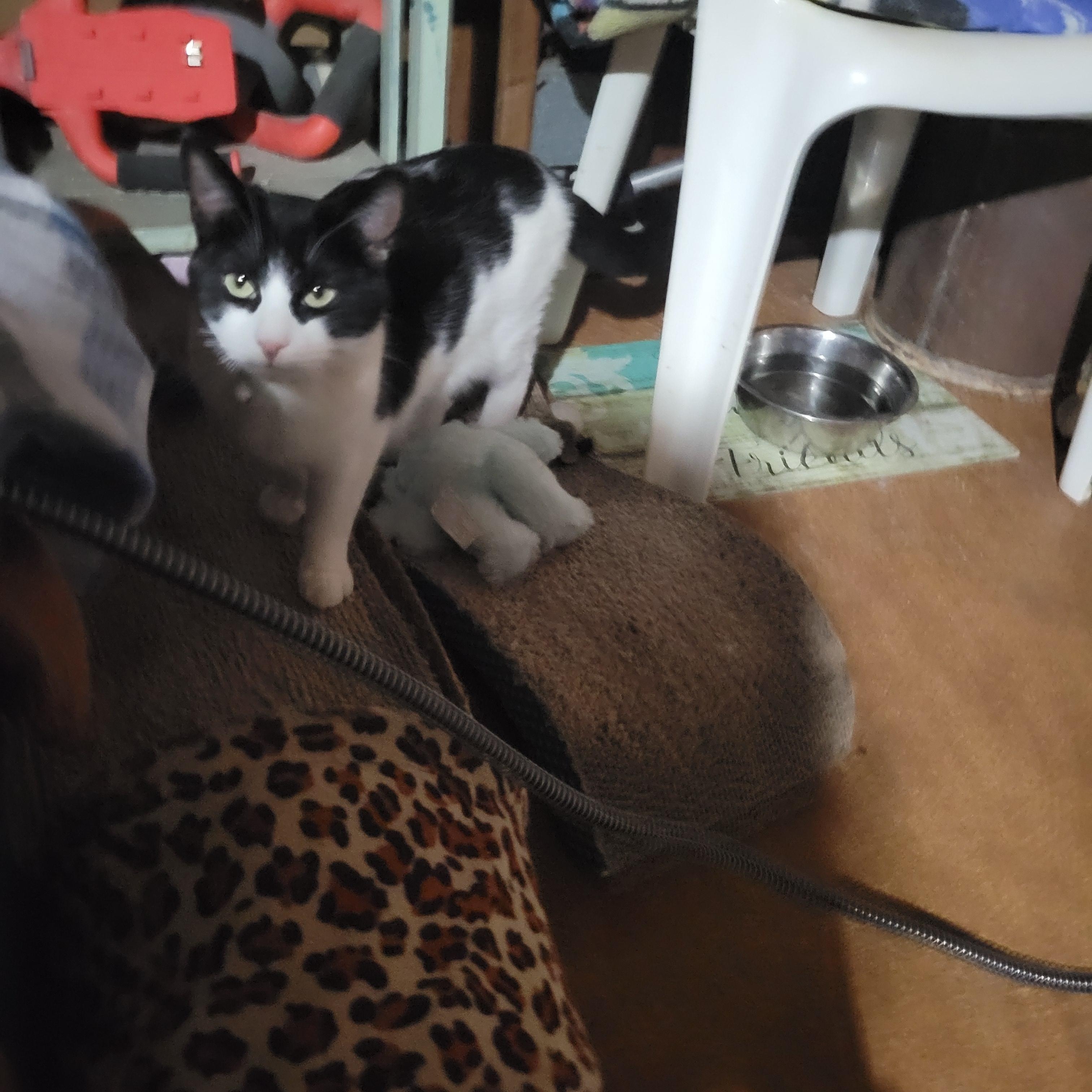 Enlarge Ava, a Adoptable mixed breed in Benicia, CA image 3/5