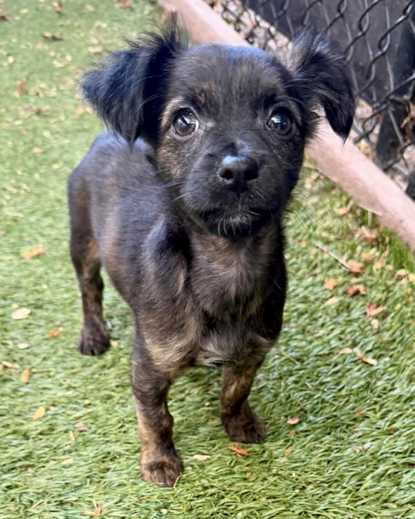 Enlarge Popsicle, a Adoptable mixed breed in Novato, CA image 2/2