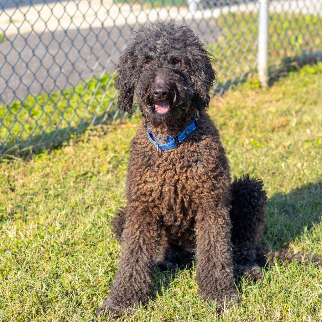 Enlarge Layden, a Adoptable Standard Poodle in Newark, DE image 3/6