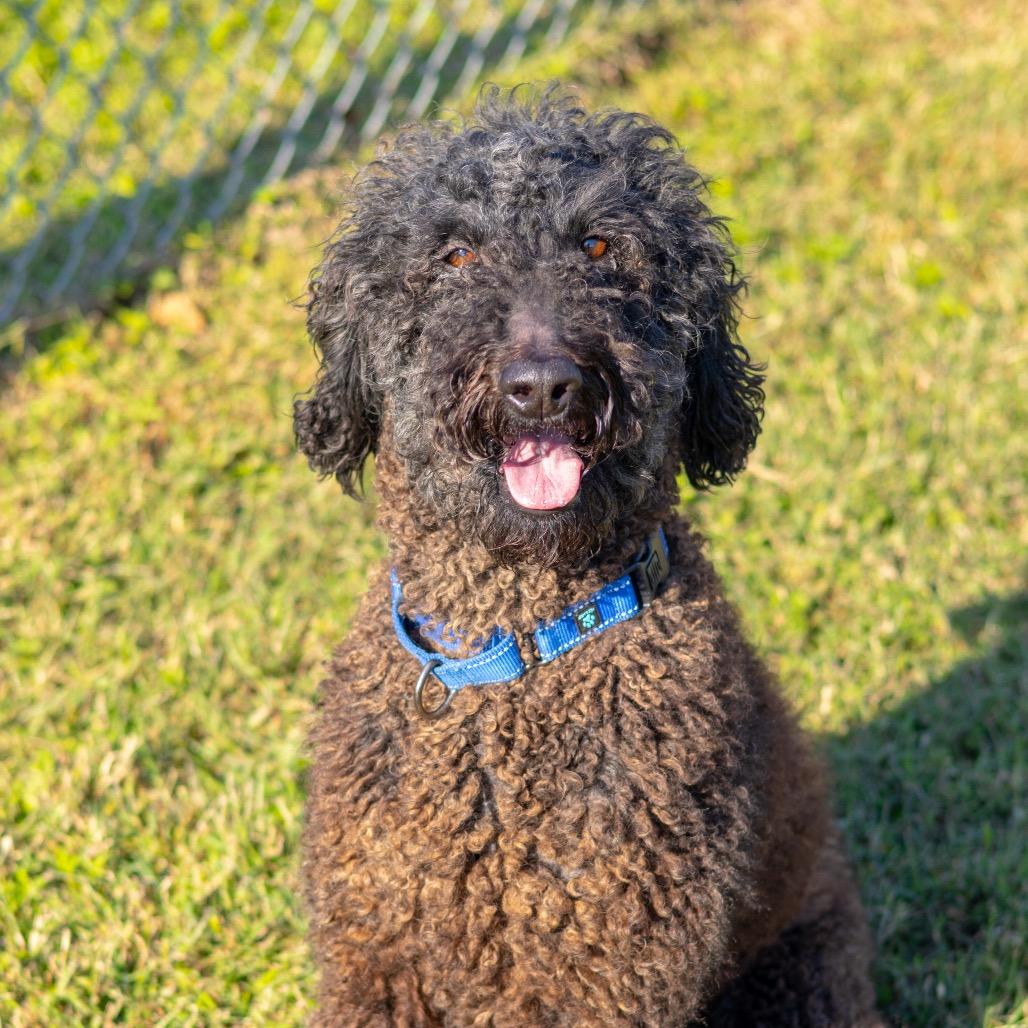Enlarge Layden, a Adoptable Standard Poodle in Newark, DE image 4/6