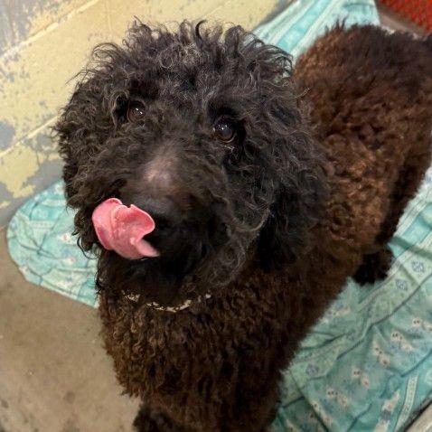 Enlarge Layden, a Adoptable Standard Poodle in Newark, DE image 5/6