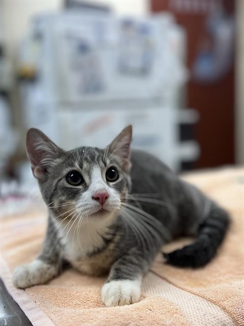 DEXTER, Adoptable, Young Male Domestic Short Hair.