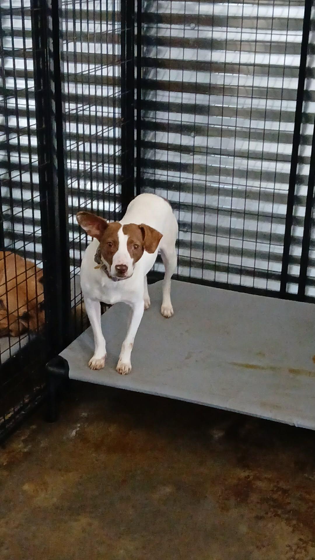BooBoo, Adoptable, Adult Male Rat Terrier & Terrier.