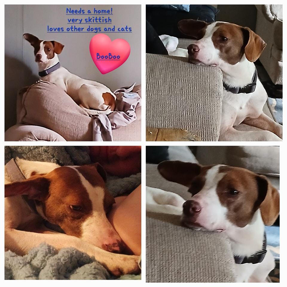 BooBoo, a Adoptable mixed breed in Lonsdale, AR image 2/3