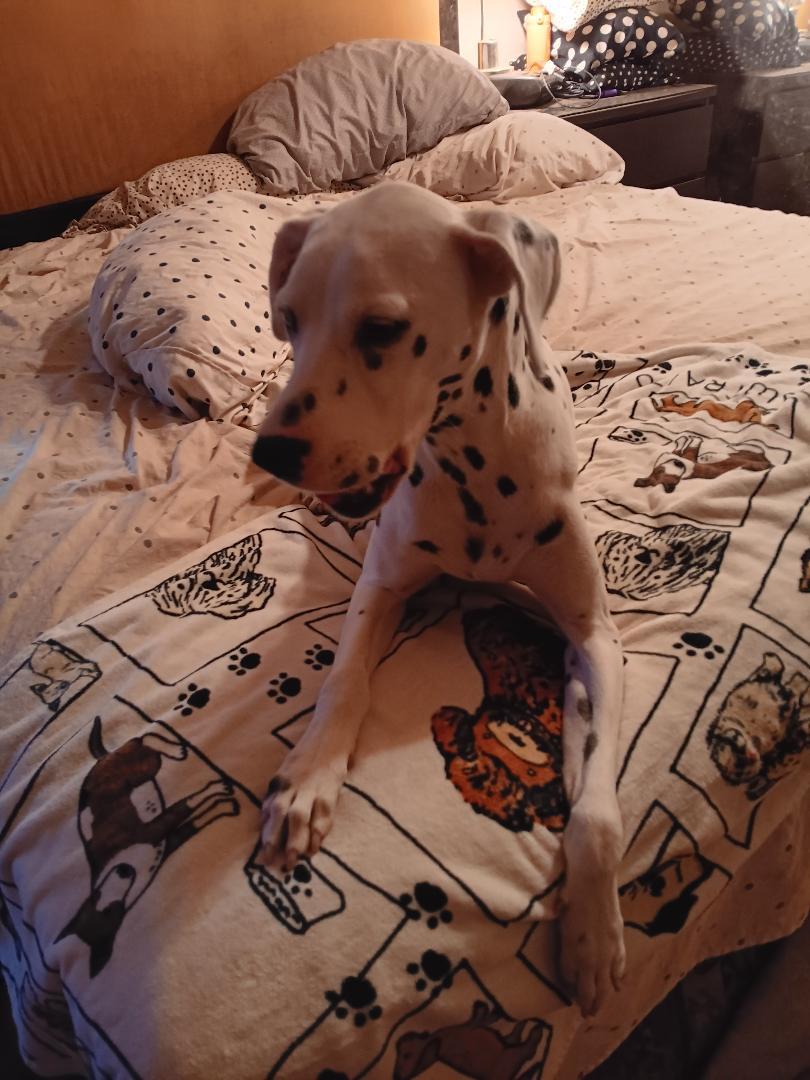 Enlarge Nova, a ADOPTABLE Dalmatian in San Diego, CA image 1/1