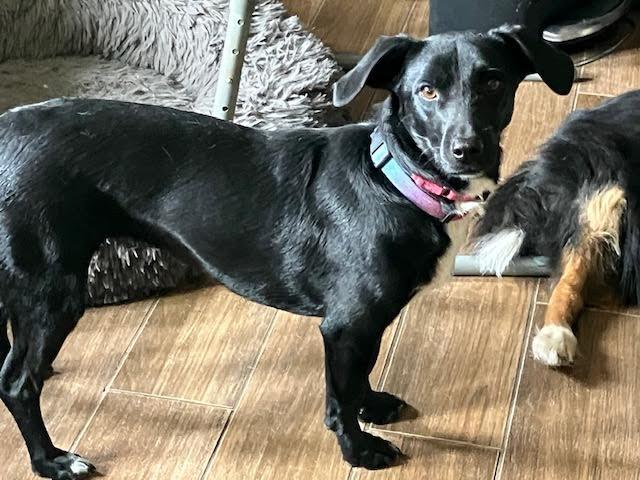 Enlarge Lidl, a Adoptable mixed breed in Monticello, MN image 1/1