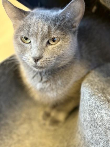 Enlarge Lolly, an adopted Domestic Short Hair in Downers Grove, IL image 1/3