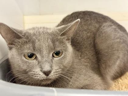 Enlarge Lolly, an adopted Domestic Short Hair in Downers Grove, IL image 3/3