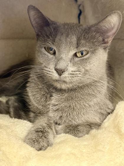 Enlarge Lolly, an adopted Domestic Short Hair in Downers Grove, IL image 2/3