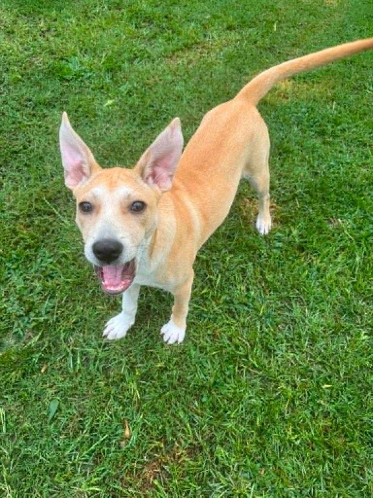 Sanja, Adoptable, Puppy Male Mixed Breed.