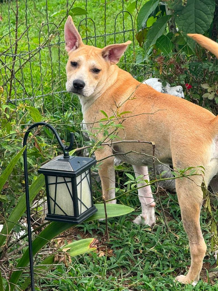 Enlarge Sanja, a Adoptable mixed breed in Fond Du Lac, WI image 2/4