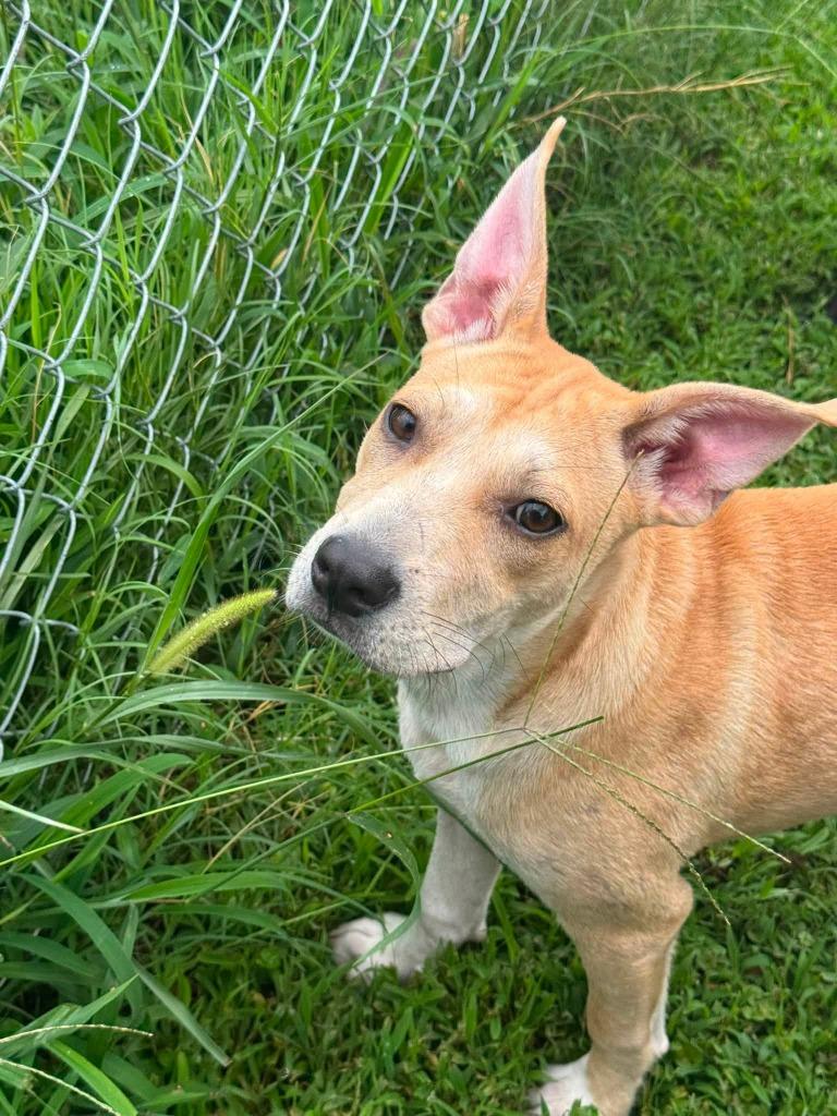 Enlarge Sanja, a Adoptable mixed breed in Fond Du Lac, WI image 3/4