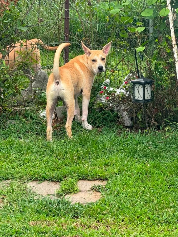 Enlarge Sanja, a Adoptable mixed breed in Fond Du Lac, WI image 4/4